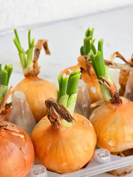 Evde soğanlar ekolojik olarak yararlı olur.