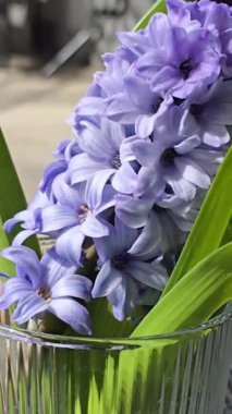 Güzel mor sümbül makro fotoğraf.