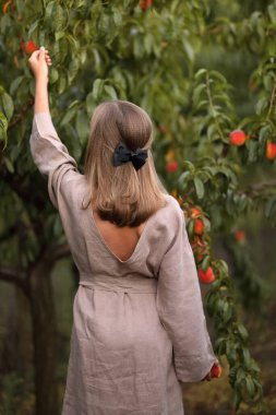Bir kız ağaçtan şeftali topluyor.