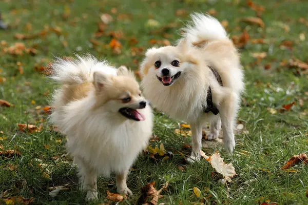 Sonbaharda iki köpek