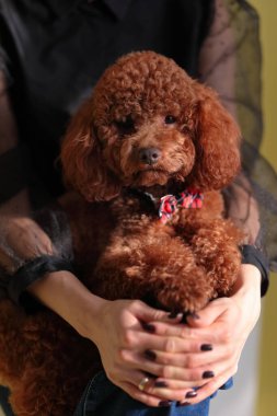 Köpeğini elinde tutan güzel bir genç kadının portresi.