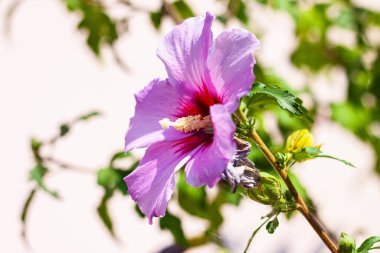 Bahçedeki güzel çiçekler