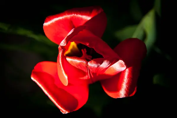 Bahçedeki siyah arka planda güzel kırmızı zambak çiçeği