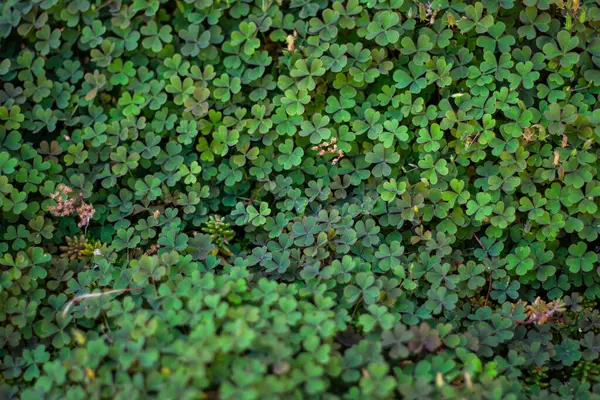 yeşil yosun dokusu arkaplanı kapat - kapat