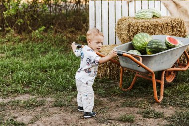Yeşil çimlerin üzerinde bir sepet karpuz taşıyan küçük bir oğlan.