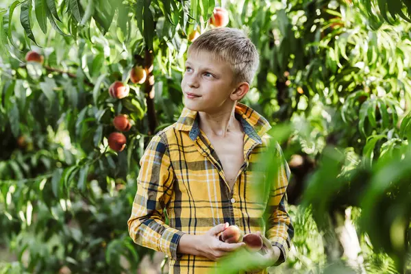 Bahçede elmaları olan küçük bir çocuk. Çocuk elma topluyor..