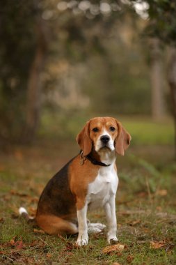 Çimlerin üzerinde oturan av köpeği