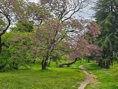 Pembe Yehuda ağacı, baharda parkta. Yeşil çiçek açan bahar parkı. Manzara. Bahar manzarası.