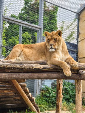 Büyük, güzel bir dişi aslan ahşap kalaslarda yatıyor.