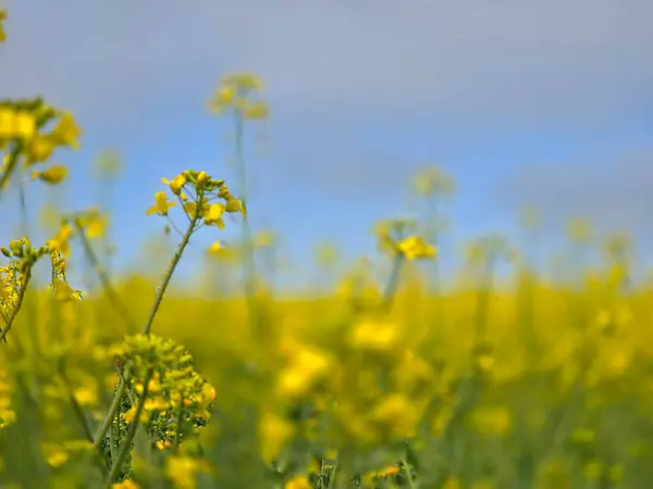 Baharda mavi gökyüzüne karşı sarı kolza tohumu tarlası