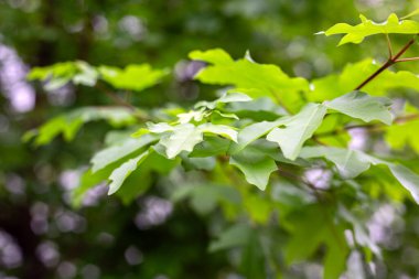 Bahçede yeşil yapraklar