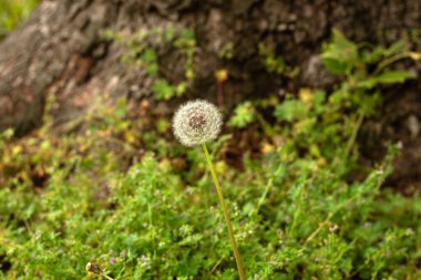 bir çiçek bitkiyakın
