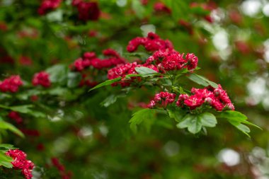 arka planda güzel çiçekler