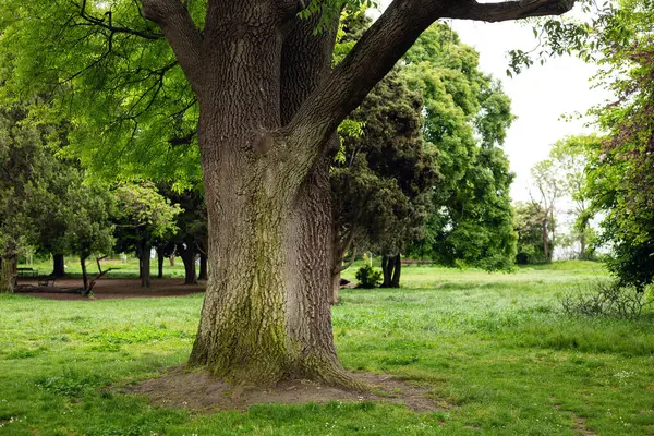 Parkın güzel manzarası