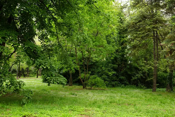 Soçi şehrinin parkı.