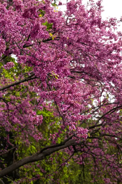 Pembe Yehuda ağacı baharda parkta