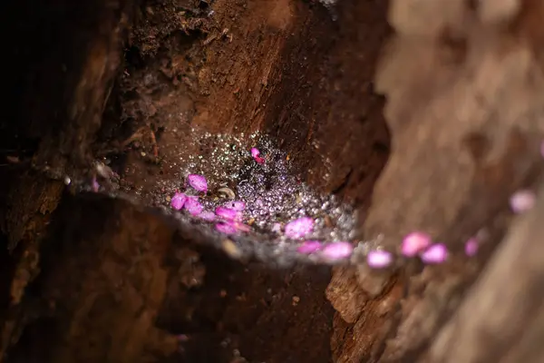 Ağacın içindeki küçük bir örümcek ağındaki çiğ tanesi