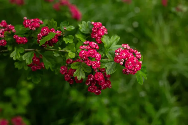 Küçük kırmızı güzel çiçekler baharda parkta bir ağaçta