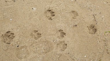 Kumda ayak izleri