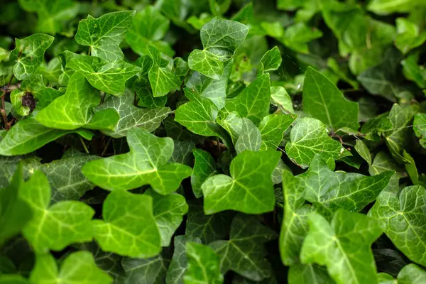 Parktaki ağaçta yeşil yapraklar