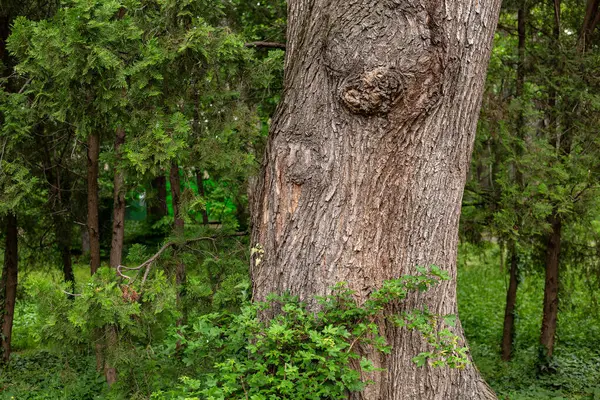 Eski ağaç gövde doku arka plan