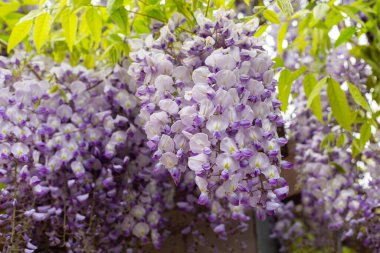 Baharda çiçek açan salkımlar. Kapat - kapat