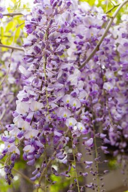 Ağaç dalında leylak çiçekleri. Güzel leylak çiçekleri. bahar arkaplanı. Leylak çiçekleri. Bahar çiçekleri Bahar çiçekleri Leylak çiçekleri. bahar leylağı