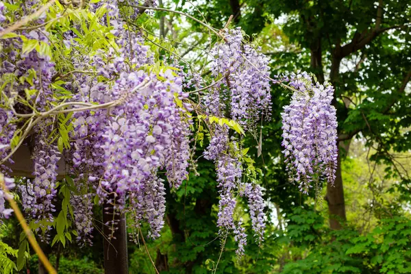 Bahçedeki leylak çiçekleri