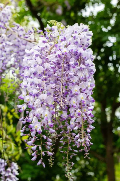 Bahçedeki güzel leylak çiçekleri.