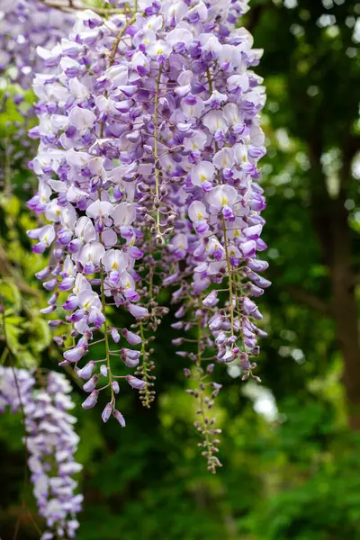 Bahçedeki güzel çiçekler