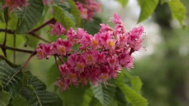 Tarlada beyaz papatyalar