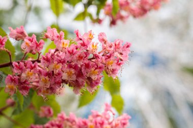 İlkbaharda yeşil yaprakların arka planına karşı nefis pembe kestane çiçekleri