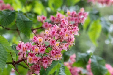 İlkbaharda yeşil yaprakların arka planına karşı nefis pembe kestane çiçekleri