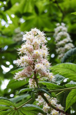Baharda yeşil yapraklardan oluşan bir arka planda hoş beyaz kestane çiçekleri