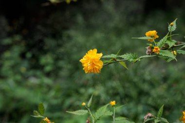 Yeşil arka planda sarı çiçekler