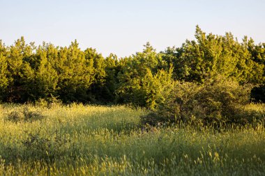 Mavi gökyüzü olan yeşil ağaçlar