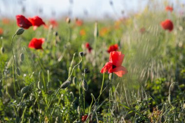 Kırmızı gelincikli buğday tarlası