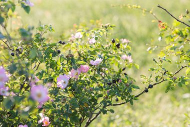 Bahçede çiçek açan elma ağacı. Daldaki elma çiçekleri.