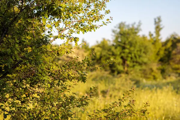 Parkta güzel bir sonbahar ağacı, ilk sonbahar yaprakları, parkta ağaçlar.