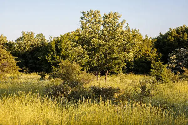 Önünde yeşil çimenler olan yaz tarlası.