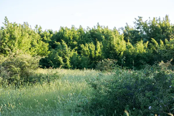 Yeşil tarlaları ve ağaçları olan yaz manzarası
