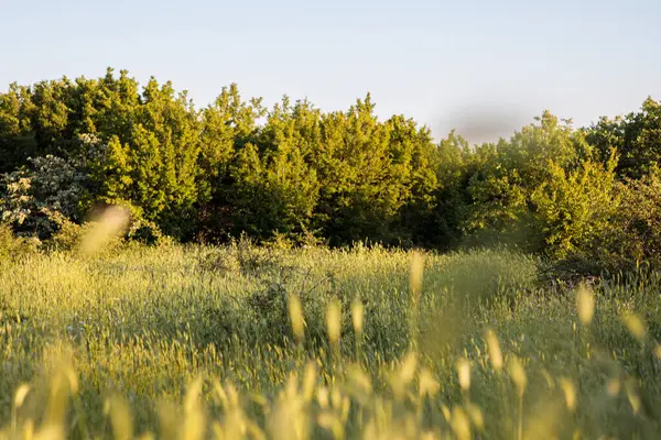 yeşil çimenler tarlada
