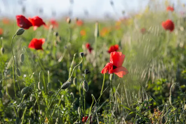 Kırmızı gelincikli buğday tarlası