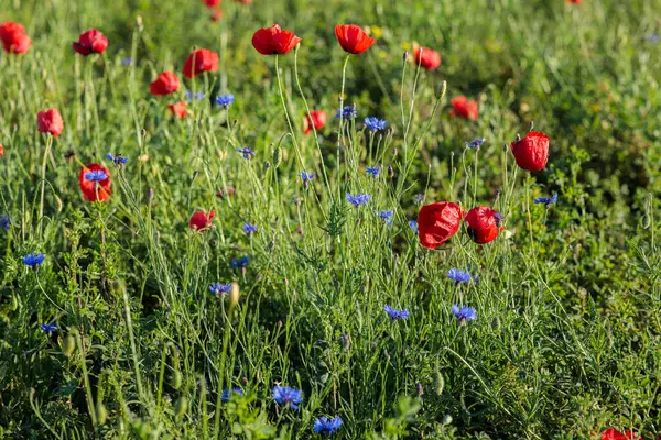 Kırmızı gelincikli buğday tarlası