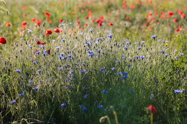 Bahçedeki güzel çiçekler