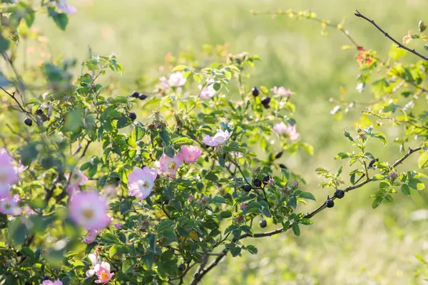 Bahçede çiçek açan elma ağacı. Daldaki elma çiçekleri.