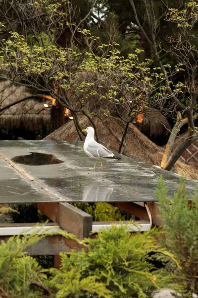 Çatıda büyük beyaz bir martı var. Glarus