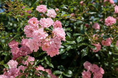 Yazın bahçedeki çalılıkta küçük pembe güller