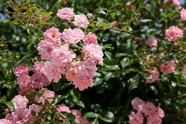 Yazın bahçedeki çalılıkta küçük pembe güller