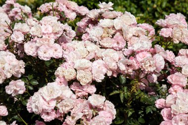 Yazın bahçedeki çalılıkta küçük pembe güller